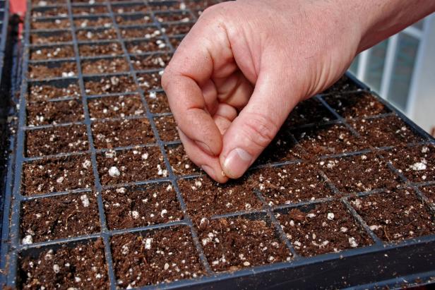 Farmer starting tomato seeds in a greenhouse