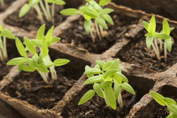 Sprouting Plants in Rows