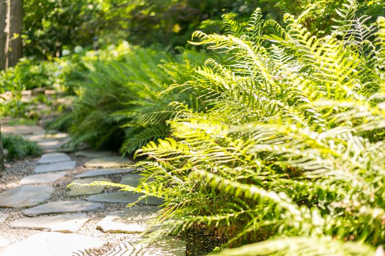 Path and Fern Border