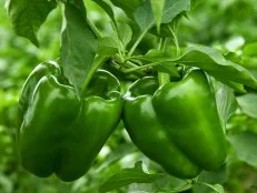 bell pepper