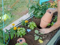 3 Ways to Make a Terra Cotta Olla Self-Watering Gardening System