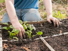 Spinach seedlings are being planted in a square foot garden lattice by a man, who is only shown from the chest down.   He is wearing jeans and a t-shirt.  The focus is on his hands and the plants.