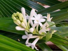 A close-up of a cluster of tuberose blooms