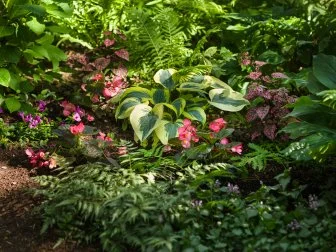 Shade Garden planted with hostas and begonias