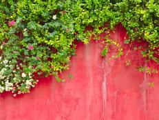Flowering vines and green ivy trailing over an old, red concrete wall.