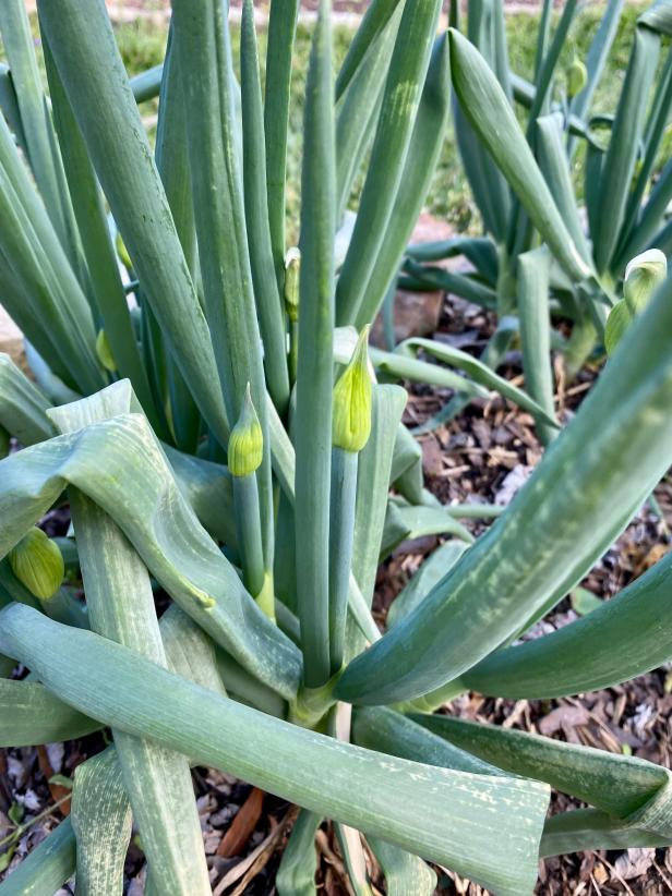 In late winter, bulblets are starting to form on a patch of Egyptian walking onions.