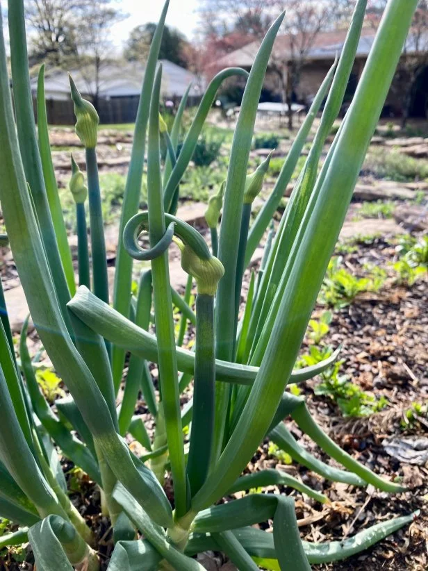 Rather than forming a full flower, Egyptian walking onions form a bulblet atop plant stems that becomes another plant.