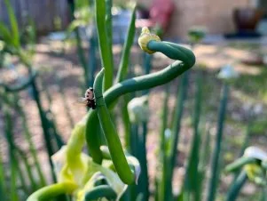 Hover Fly on Walking Onion Plant