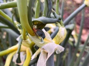 Spider on Walking Onion