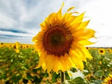 sunflowers in a field of Andalusia