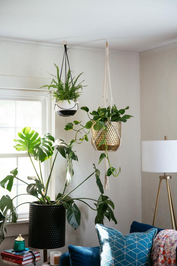 hanging plants in living space