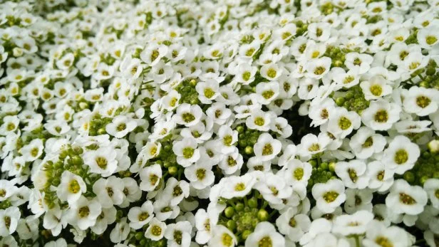 Flowers lobularia alyssum snow princess