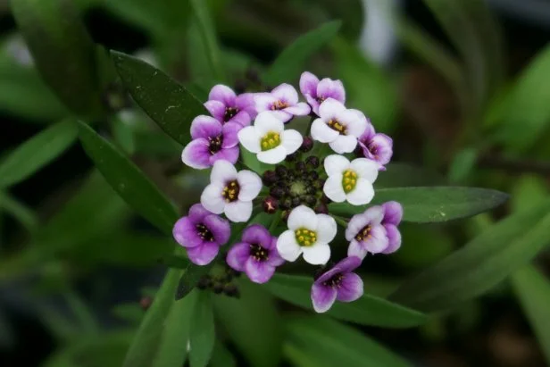 White and Purple Rosie O'Day Alyssum Flowers Blooming.