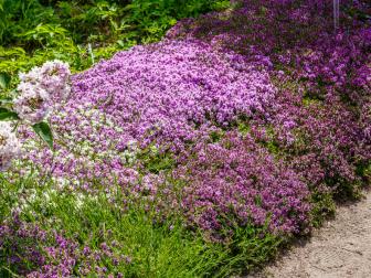 Creeping thyme (thymus serpyllum) is a beautiful perennial plant for the rock garden. Medicinal and aromatic plants for the garden. Small purple flowers-honey plants.