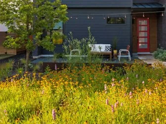 Natural Front Yard With Wildflowers