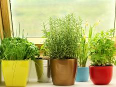 Herbs are easy to grow, they don’t take up a lot of space and they are a healthy way to add more flavor to your cooking. Whether you’re a beginning gardener or looking to elevate your culinary skills, an herb garden is the way to go.