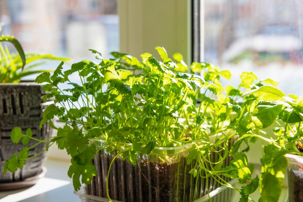 Herbs That You Can Grow Indoors Hgtv