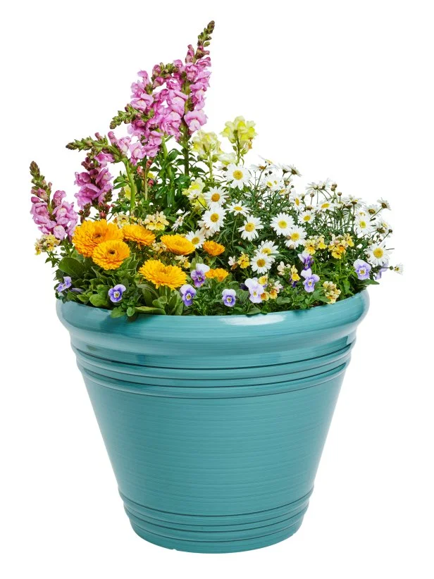 Multicolor Flowering Planter