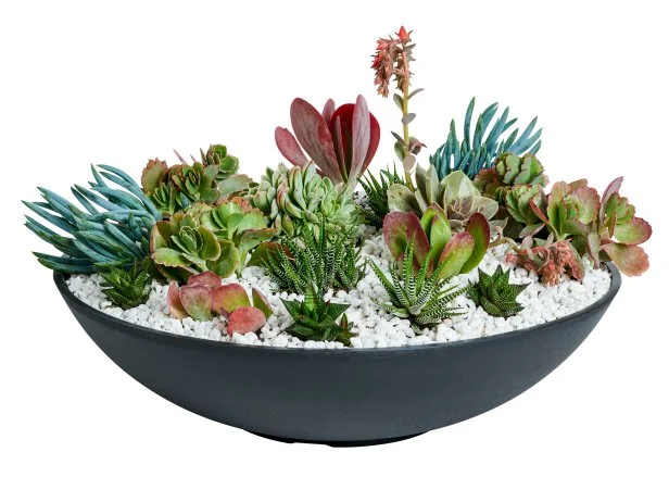 Planter of Succulents