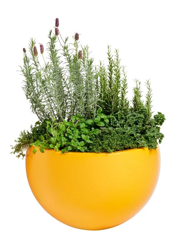 Planter of Herbs