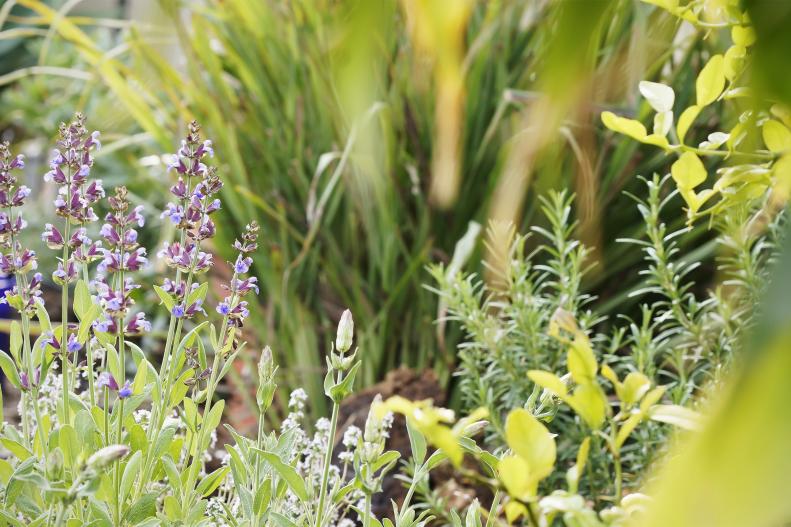 A shot of English herb garden with sage in focus, along with thyme, lemongrass, rosemary and lemon tree.                         