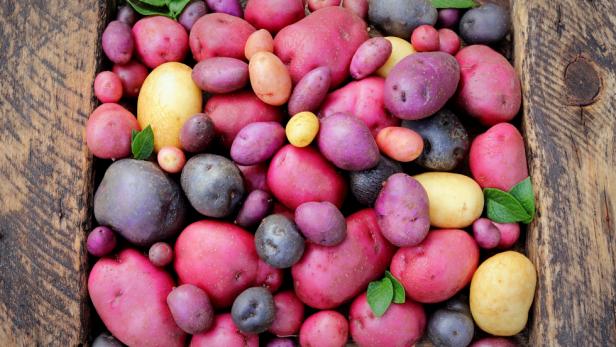 how to grow potatoes of many colors
