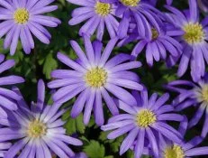 Anemone blanda 'blue shades' growing in a garden in springtime. 