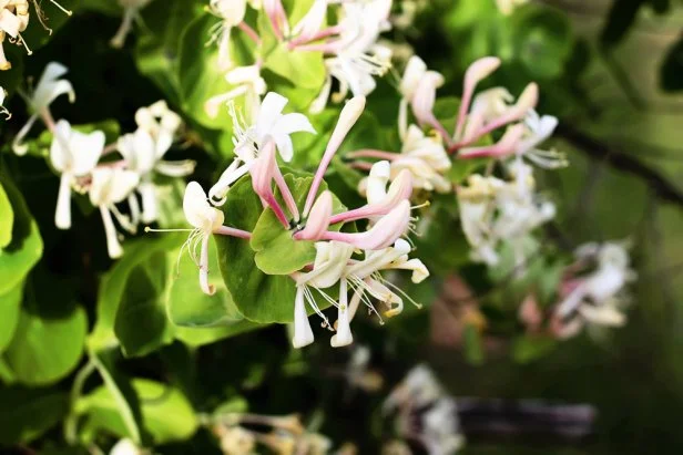 Honeysuckle flowers Lonicera albiflora