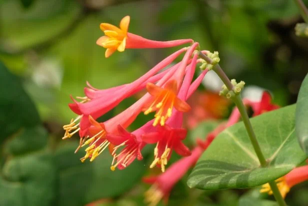 Lonicera sempervirens