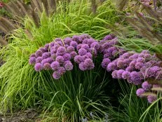 Alliums in bloom