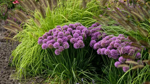 'Serendipity' alliums