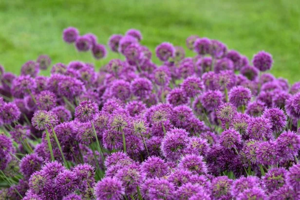 'Lavender Bubbles' alliums 