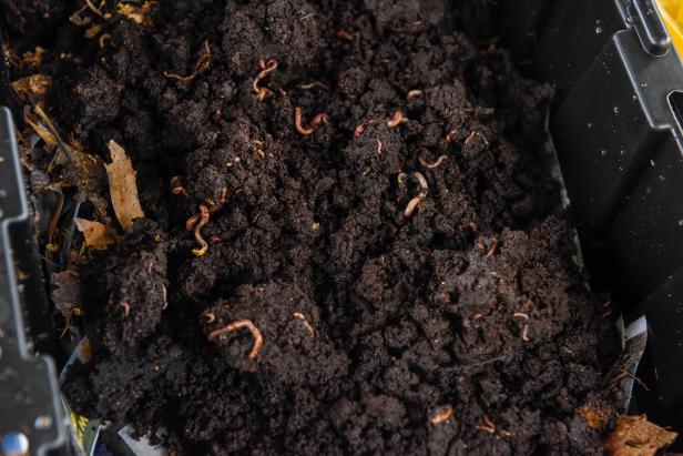 A Bin Filled With Dark Compost and Worms