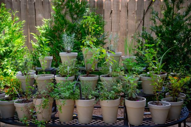 A picture of Raj and Gita's herb garden, as seen on "Homegrown."