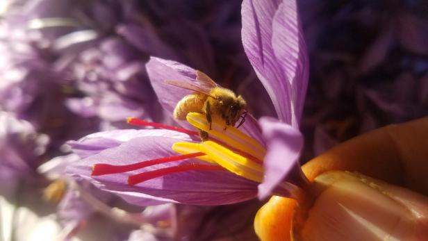 Honey Bee On Saffron