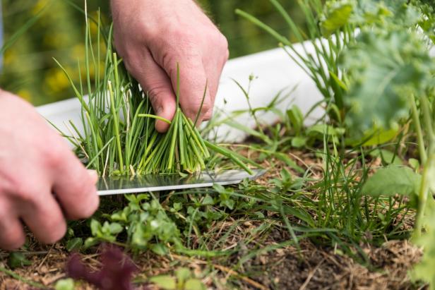 Use a Knife or Scissors to Cut Chives Near the Base of the Plant