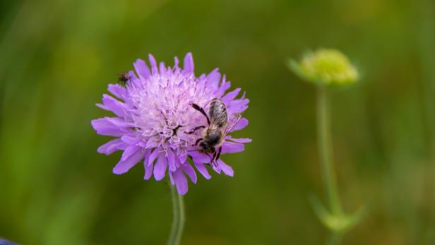 Chive Flower Attracts Honeybees and Other Beneficial Insects