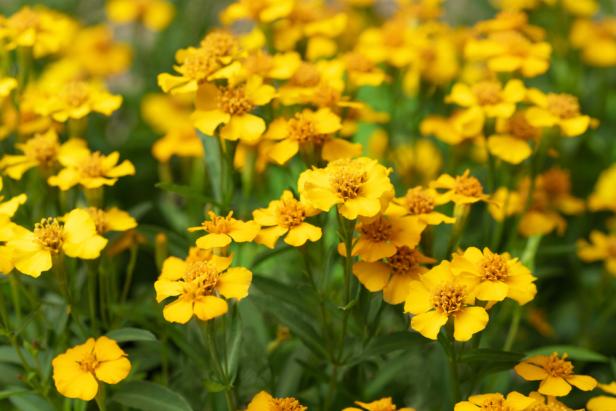 Mexican Tarragon's Yellow Flowers Resemble Marigold Flowers