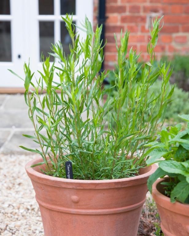 French Tarragon Grows in a Large Clay Container