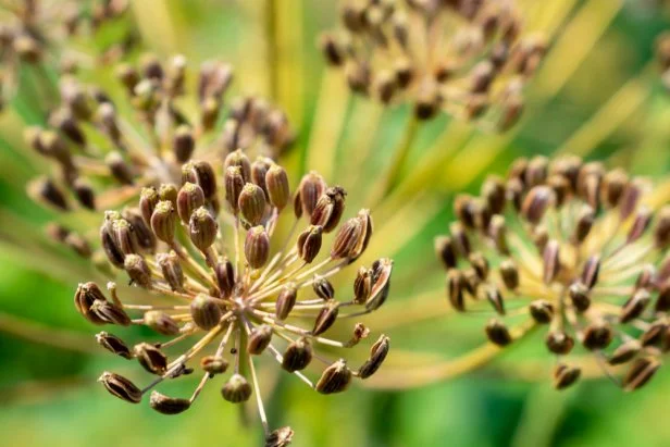 Ripe Dill Seeds that Have Turned Brown and Ready to Harvest