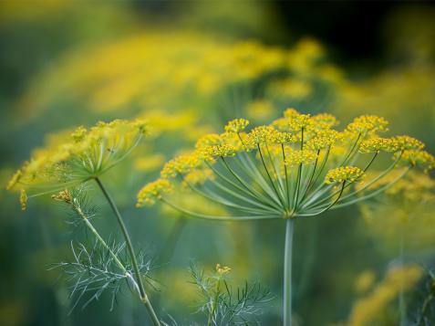 How to Plant, Grow and Care for Dill