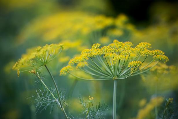 Dill is an easy-to-grow annual for the culinary herb garden, grown for both its delicate fronds and its flavorful seeds. 