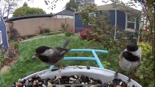 Birdfy Birds Image Capture