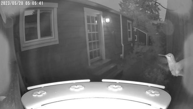 Birdfy Night Vision of Hummingbird