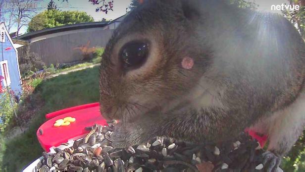 Birdfy Squirrel Capture