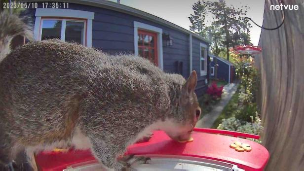 Birdfy Squirrel Hummingbird Feeder Capture