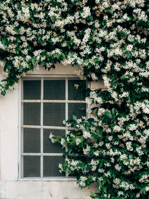 Climbing Jasmine Plant Wall Around a Window