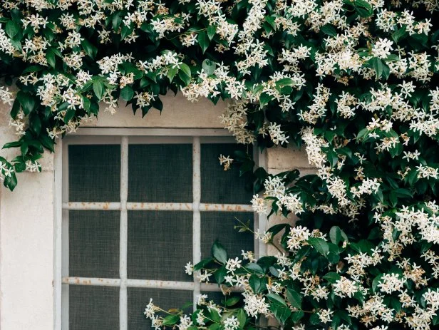 Climbing Jasmine Plant Wall