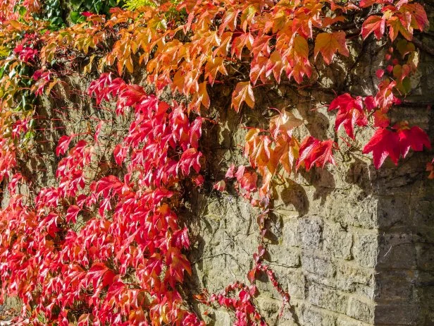 Red and Green Climbing Vines on a Wall