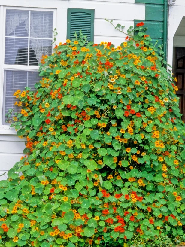 Climbing Red Nasturtium on a White Home